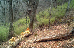 【西安生态日】首个“西安生态日”启动 秦岭生态环境；ひ刈